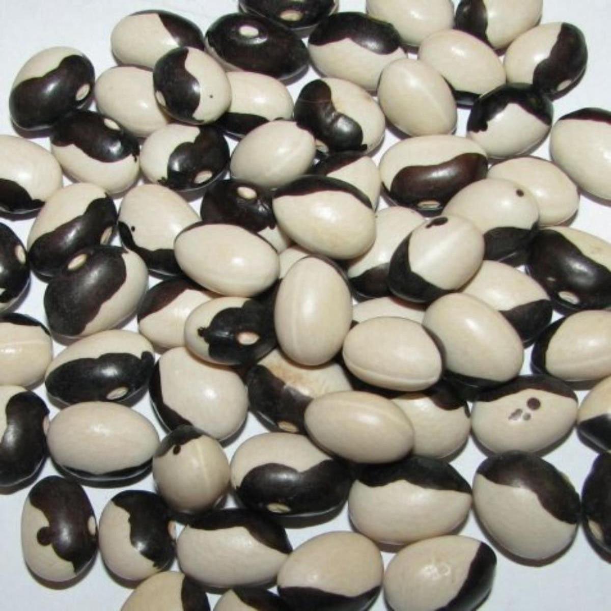 Certified Organic Calypso Bush Bean Orka Beans - Heirloom, Non - Gmo Seeds