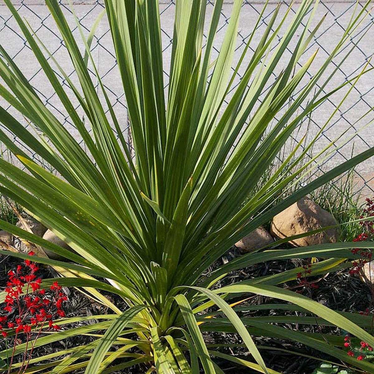 Dracaena Spikes Plant Seeds for Planting Heirloom & Non-GMO, High Germination Seeds for Striking Garden Accents