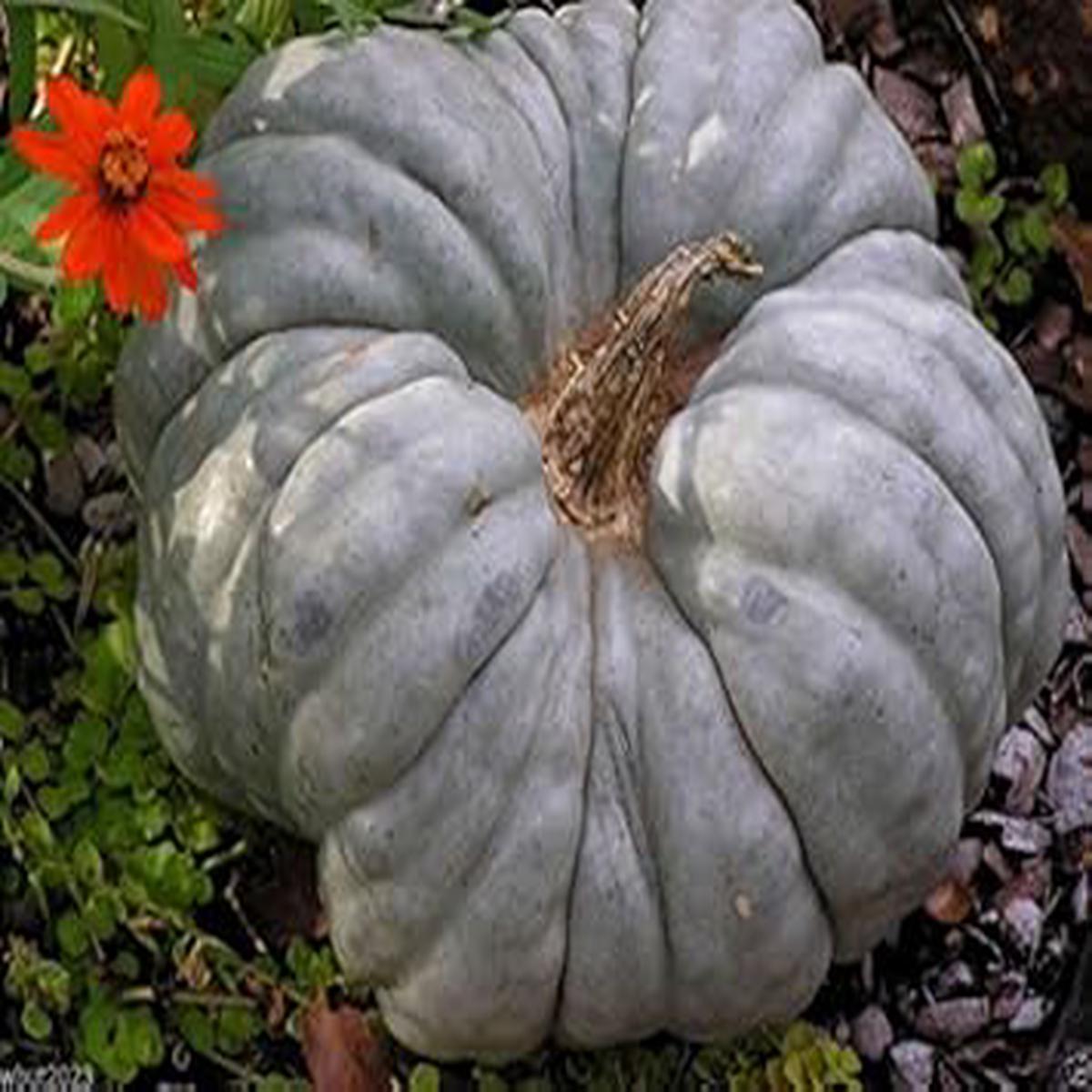 Gray Triamble Pumpkin Seeds for Planting  Heirloom, Non-GMO, High Germination Organic Garden Seeds for Winter Squash
