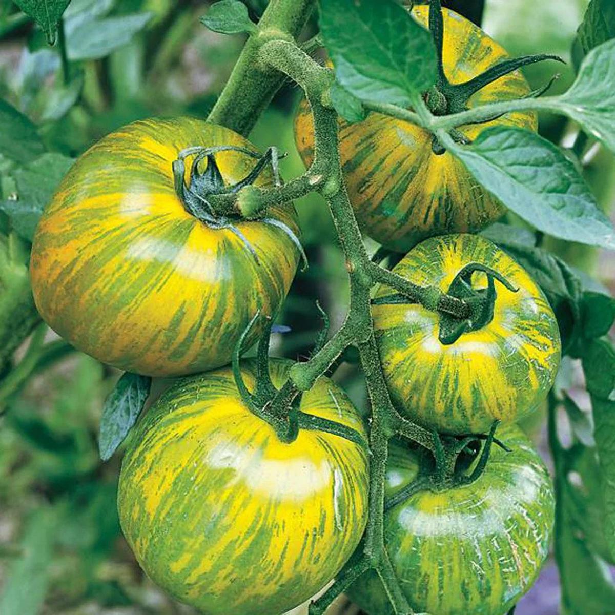 Green & Yellow Tomato Vegetable Seeds for Vibrant Garden Planting