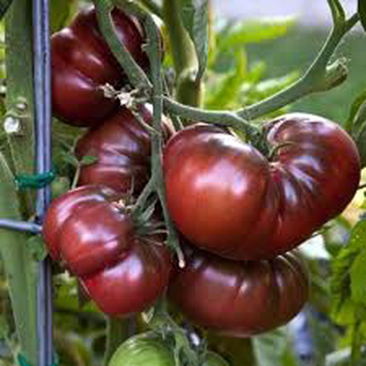 Heirloom Black Krim Tomato Vegetable Seeds for Planting Non-GMO, High Germination Organic Garden Seeds