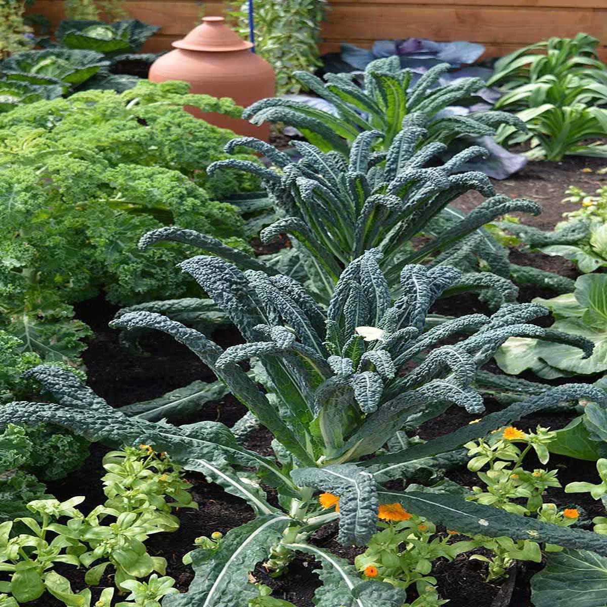 Lacinato Kale Seeds for Planting  Heirloom, Non-GMO, High Germination, Organic Garden Seeds for Nutrient-Packed Leaves