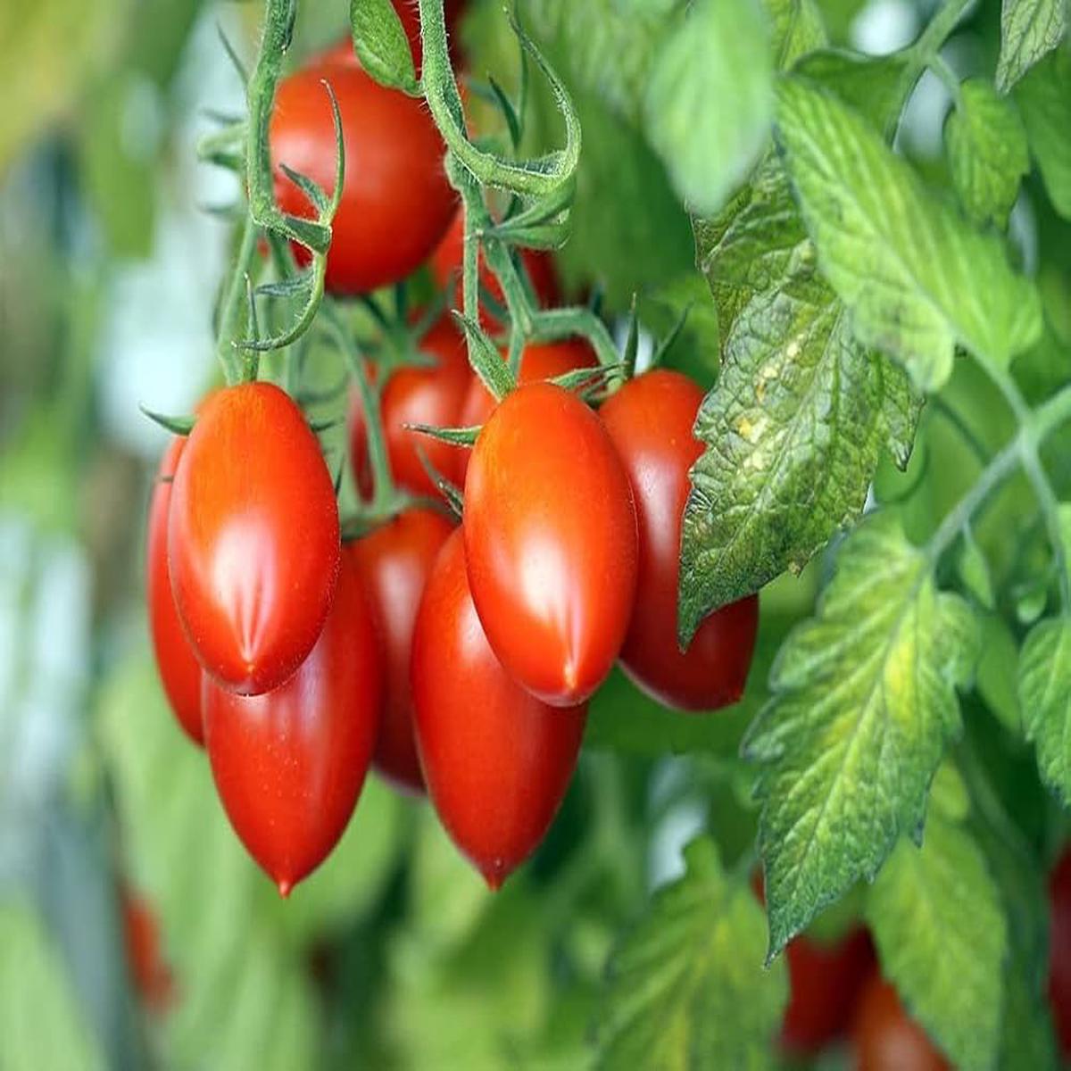 Long Cluster Tomato Seeds for Planting Solanum lycopersicum for vegetable patches and home gardens