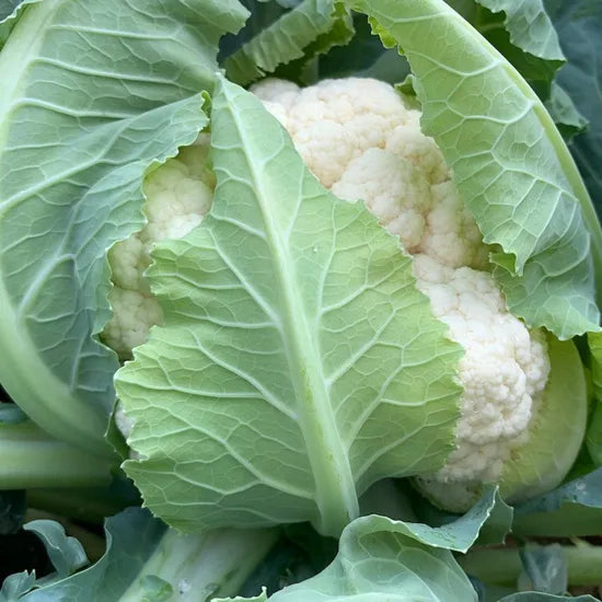 Mid Early Maturity, Disease Resistance, Heat Resistant Cauliflower  Heirloom, Non-GMO, High Germination Organic Garden Seeds