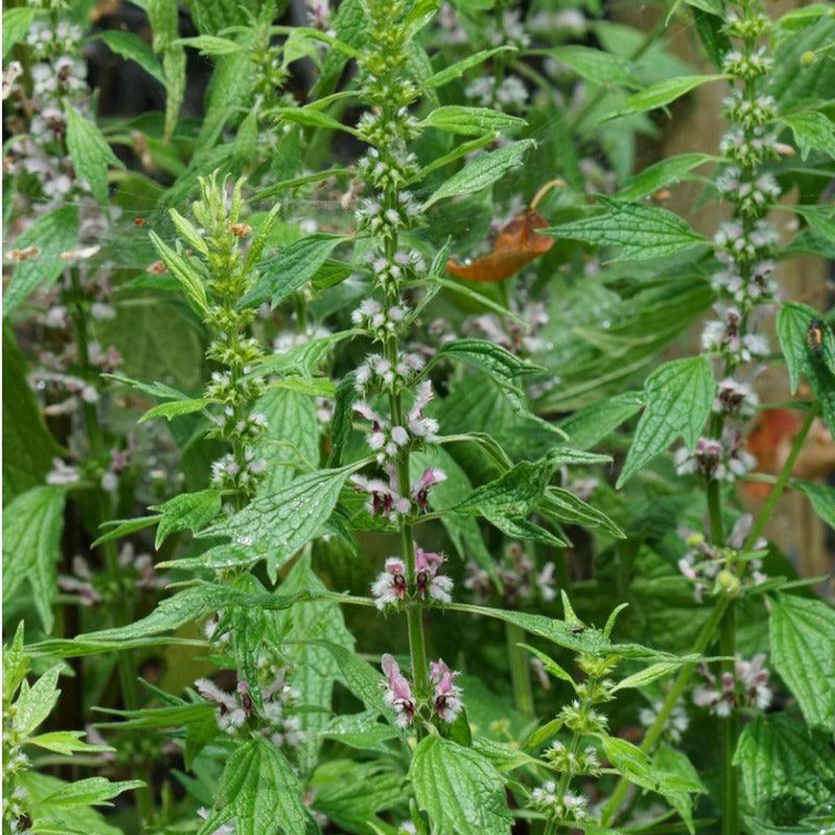 Official Motherwort Seeds