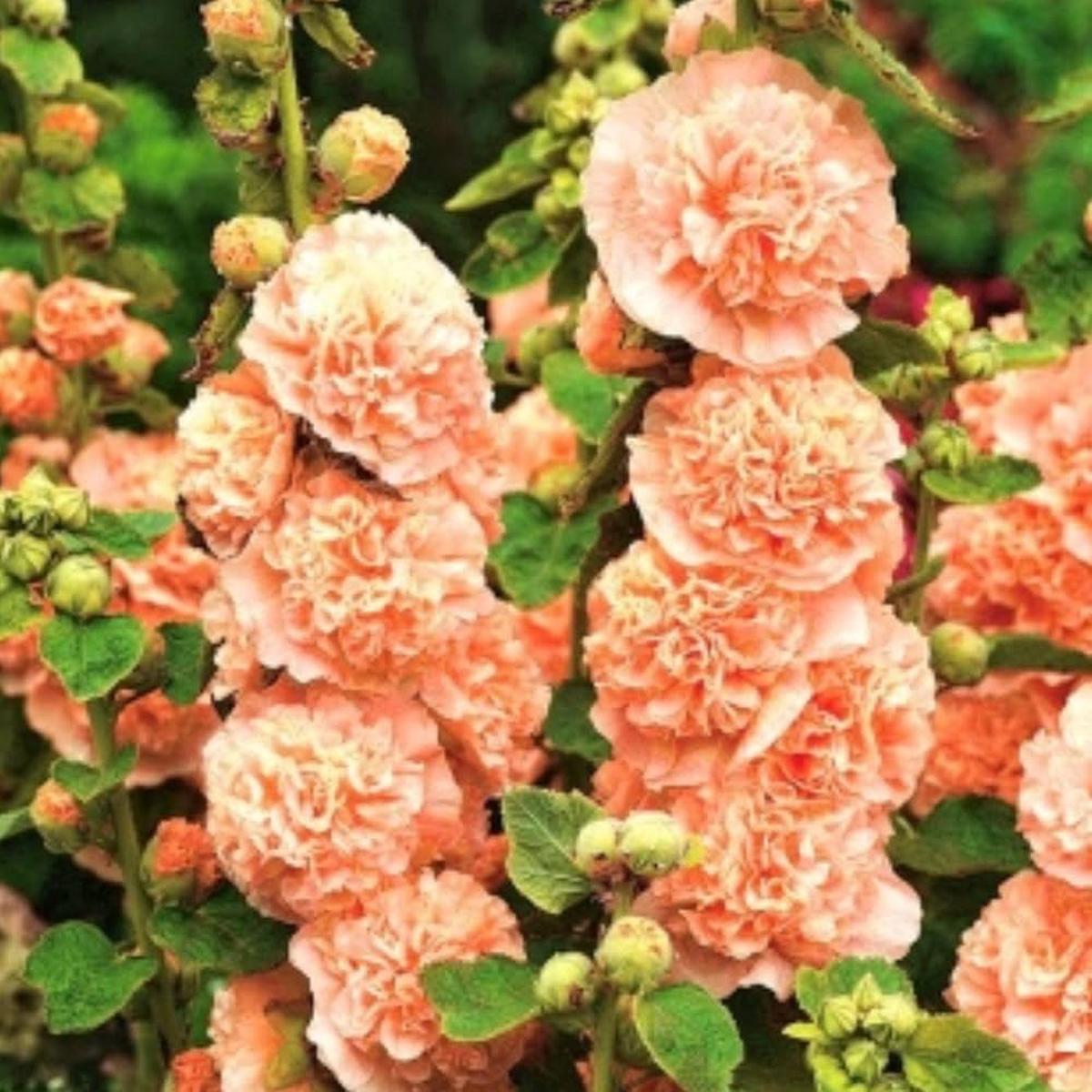 Orange Hollyhock Alcea rosea Flower Seeds for Planting in Flower Bed