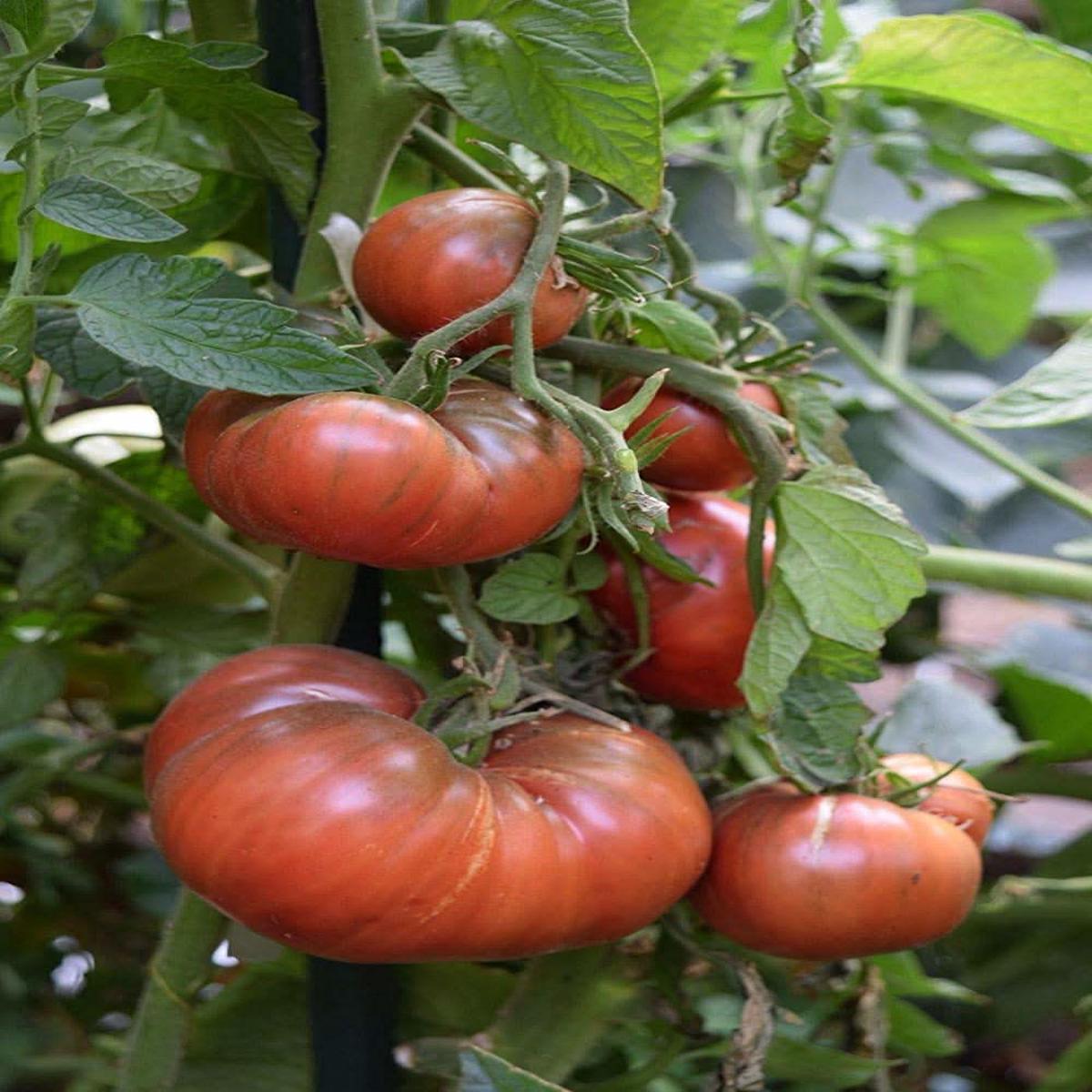 Organic Heirloom Prudens Purple Tomato Plant Seeds