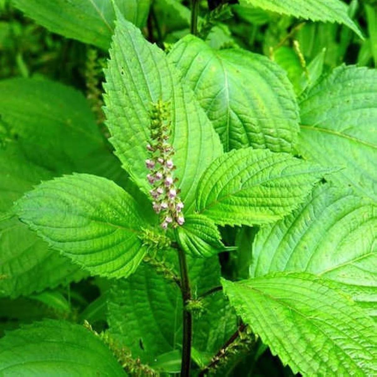 Perilla Frutescens Seeds for Planting - Great for Herb Garden & Vegetable Patch