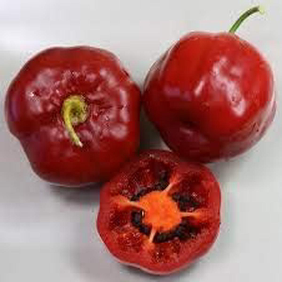 Red Giant Rocoto Vegetable Seeds for Planting Heirloom & Non-GMO Chili Seeds for Spicy Home Gardens