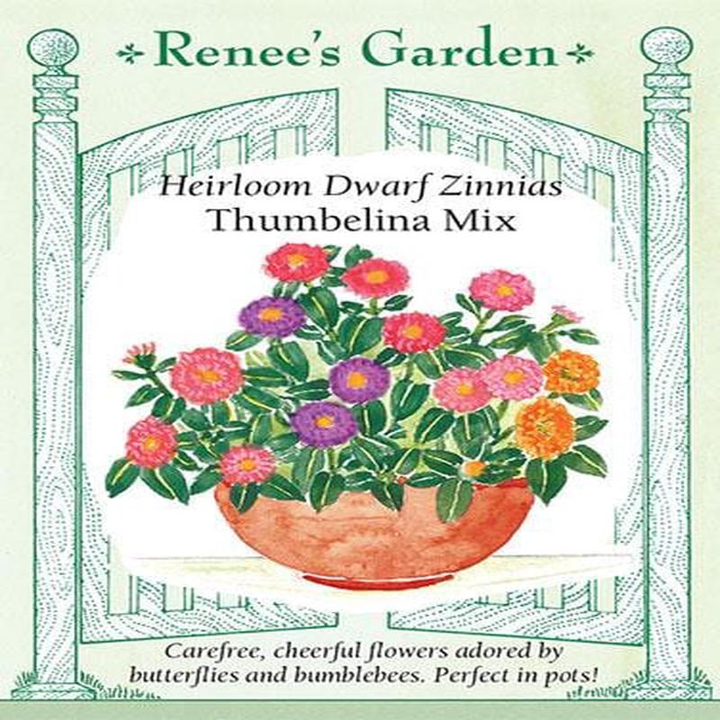 Zinnia Thumbelina Mix - Renee's Garden
