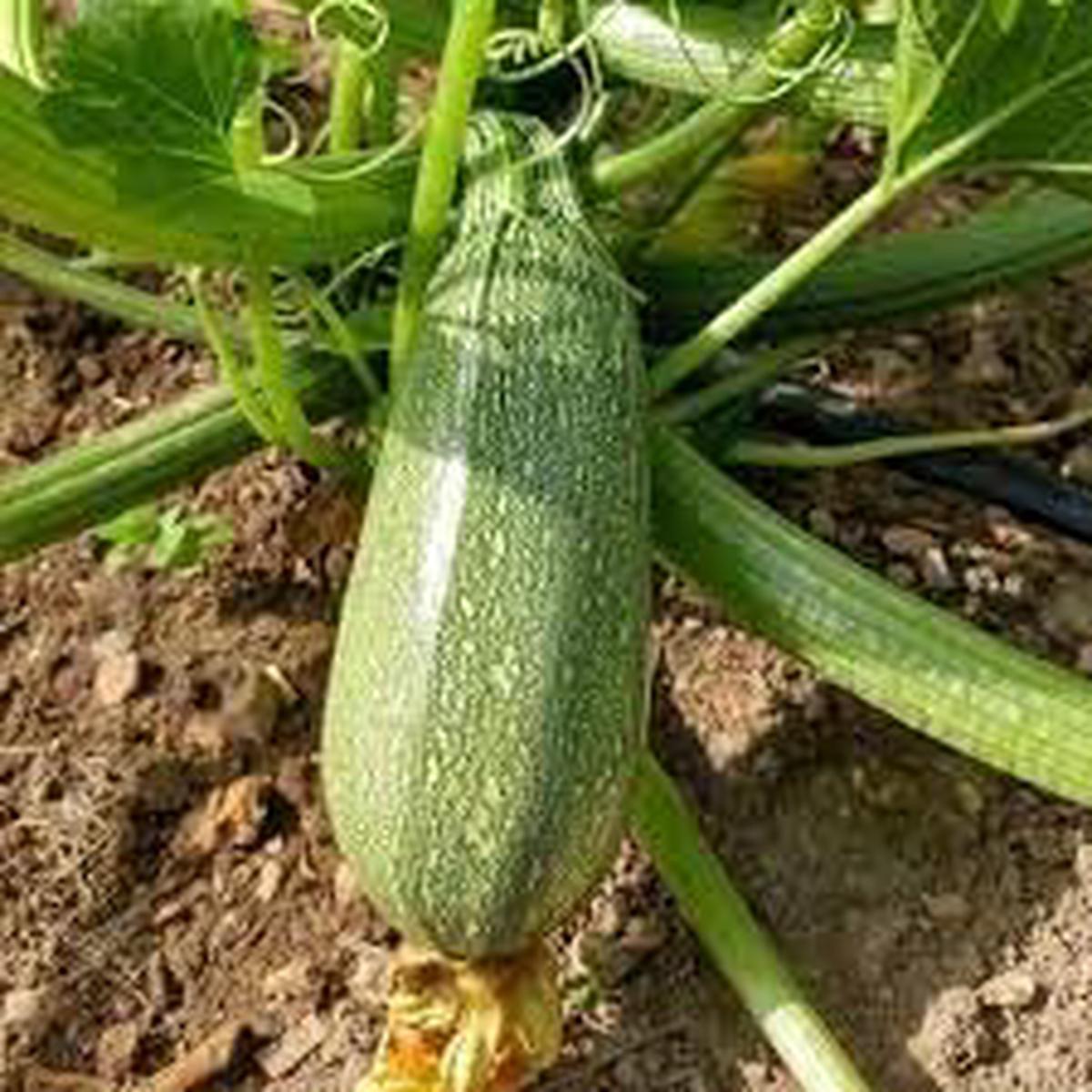Zucchino Vegetable Seeds for Planting - Heirloom Non-GMO Organic Garden Seeds High Germination
