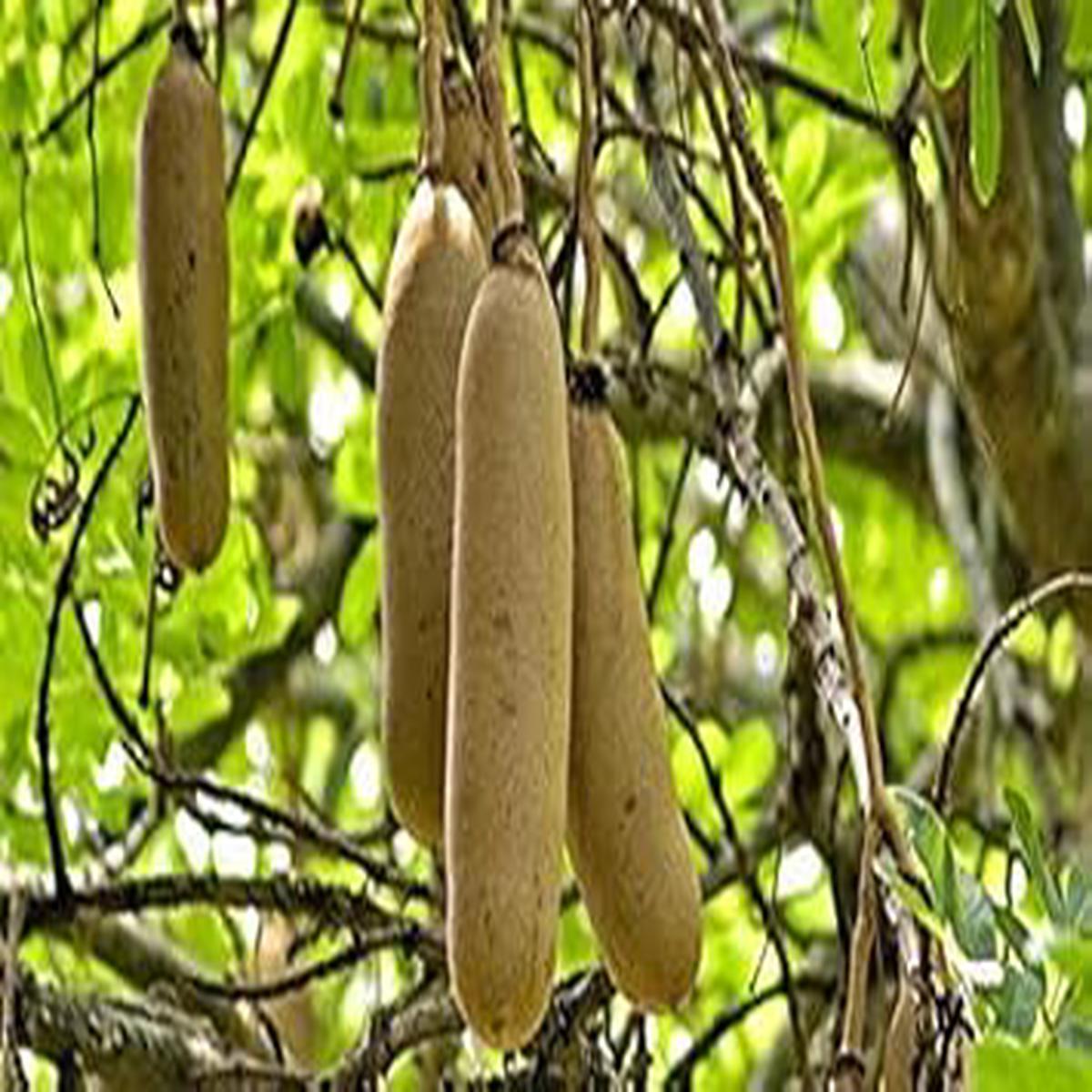 Brown Sausage Fruit Seeds  Heirloom & Non-GMO Seeds for Planting Unique Fruits in Your Home Garden, 100 pcs