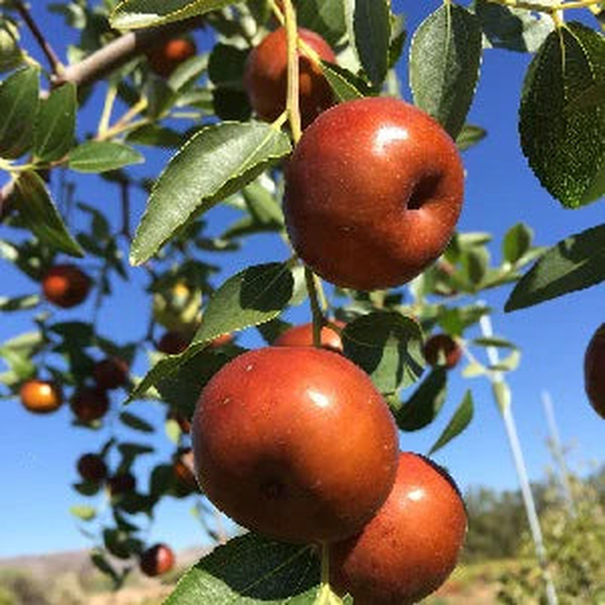 Chico Jujube Fruit Seeds for Planting  Heirloom Non-GMO High Germination Organic Garden Seeds