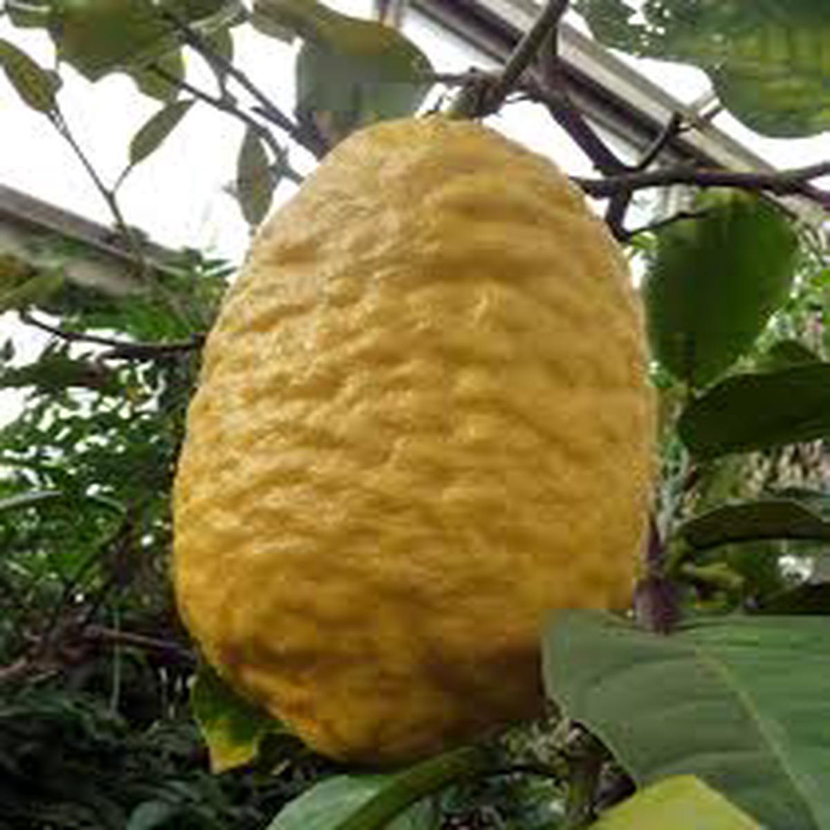 Citrus Medica CITRON or GIANT LEMON Tree Seeds  Heirloom Non-GMO High Germination Organic Garden Seeds