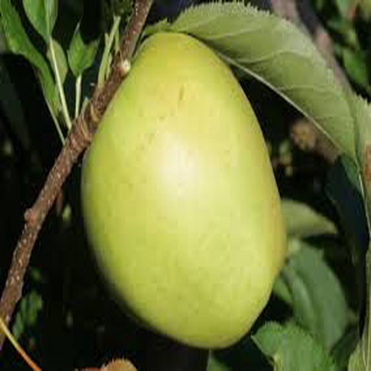 Crispin (Mutsu) Green Apple Fruit Seeds for Planting Heirloom, High Germination, Non-GMO Organic Garden Seeds