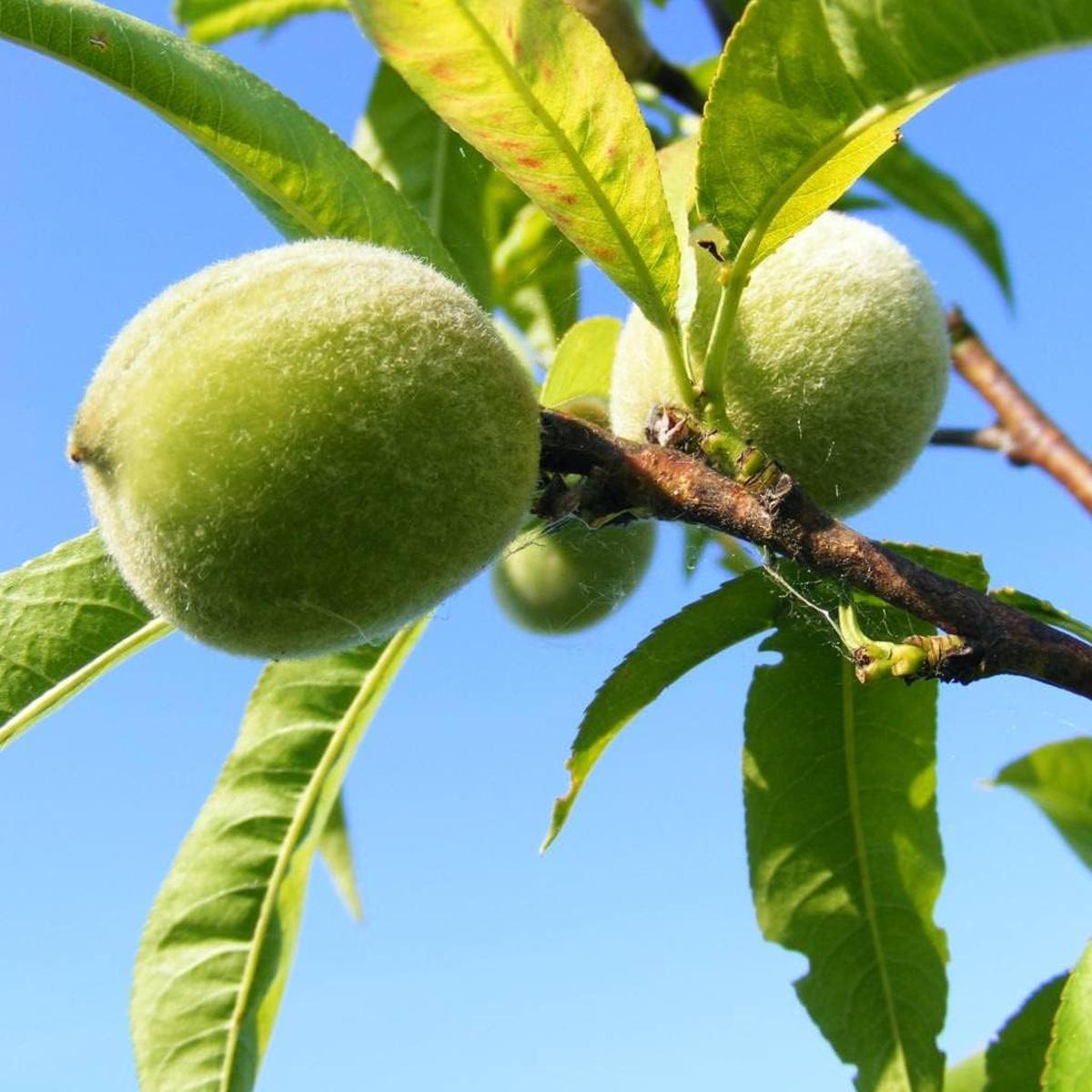 Green Peach Fruit Seeds for Planting  Grow Juicy, Unique Peaches, Heirloom & Non-GMO Seeds for Your Garden