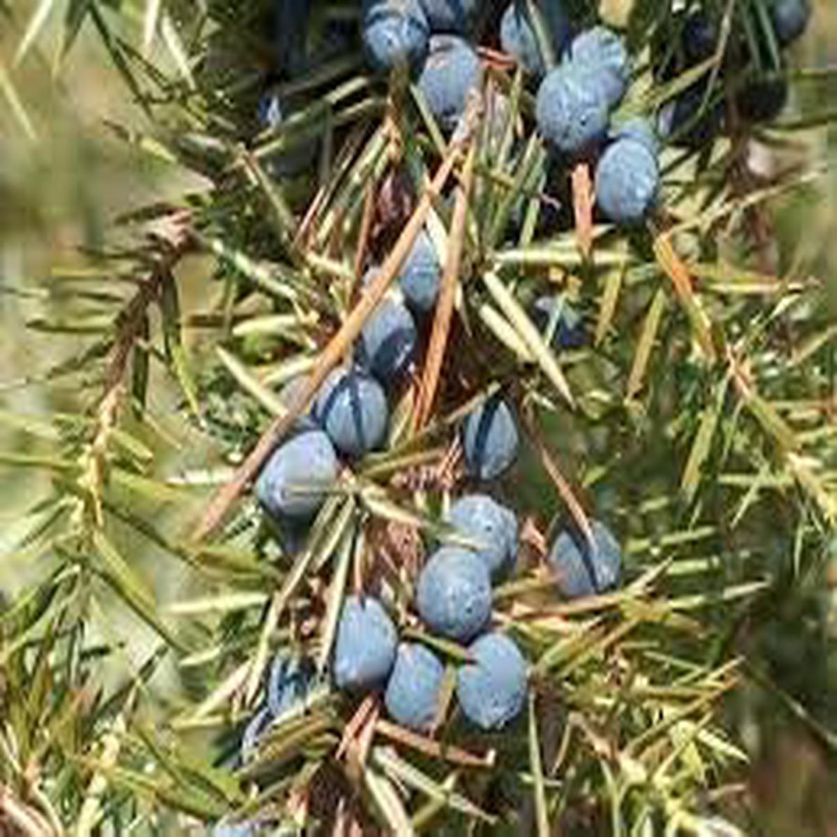 Juniper Fruit Seeds for Planting | Heirloom Non-GMO Organic Seeds for Growing Berry-Producing Juniper Trees