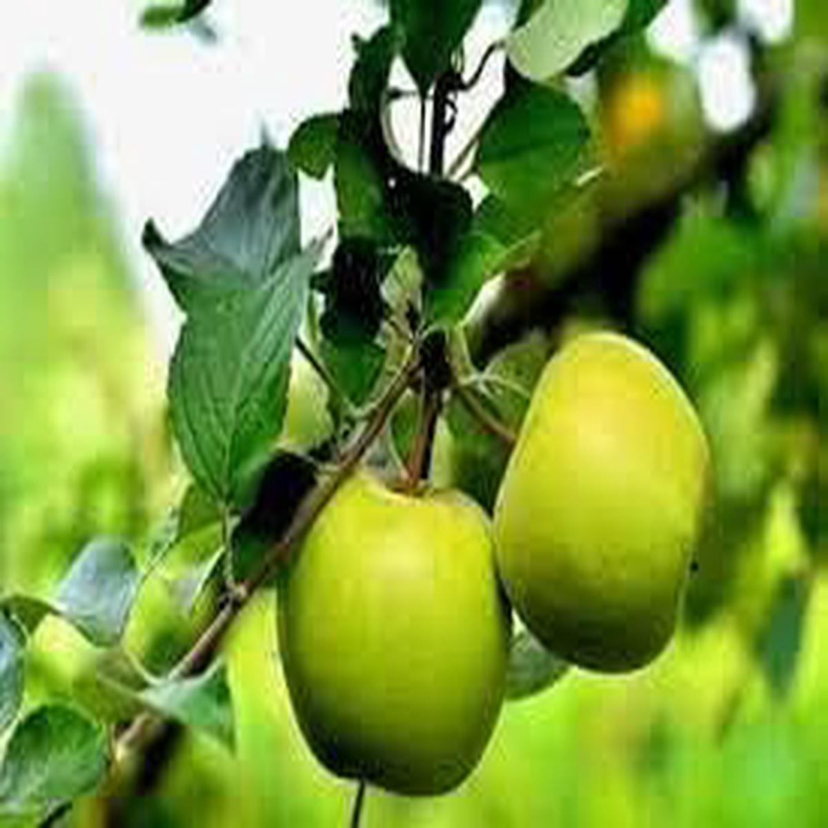Light Green Apple Fruit Seeds for Planting Grow Crisp, Sweet Apples in Your Backyard, Heirloom & Non-GMO Seeds