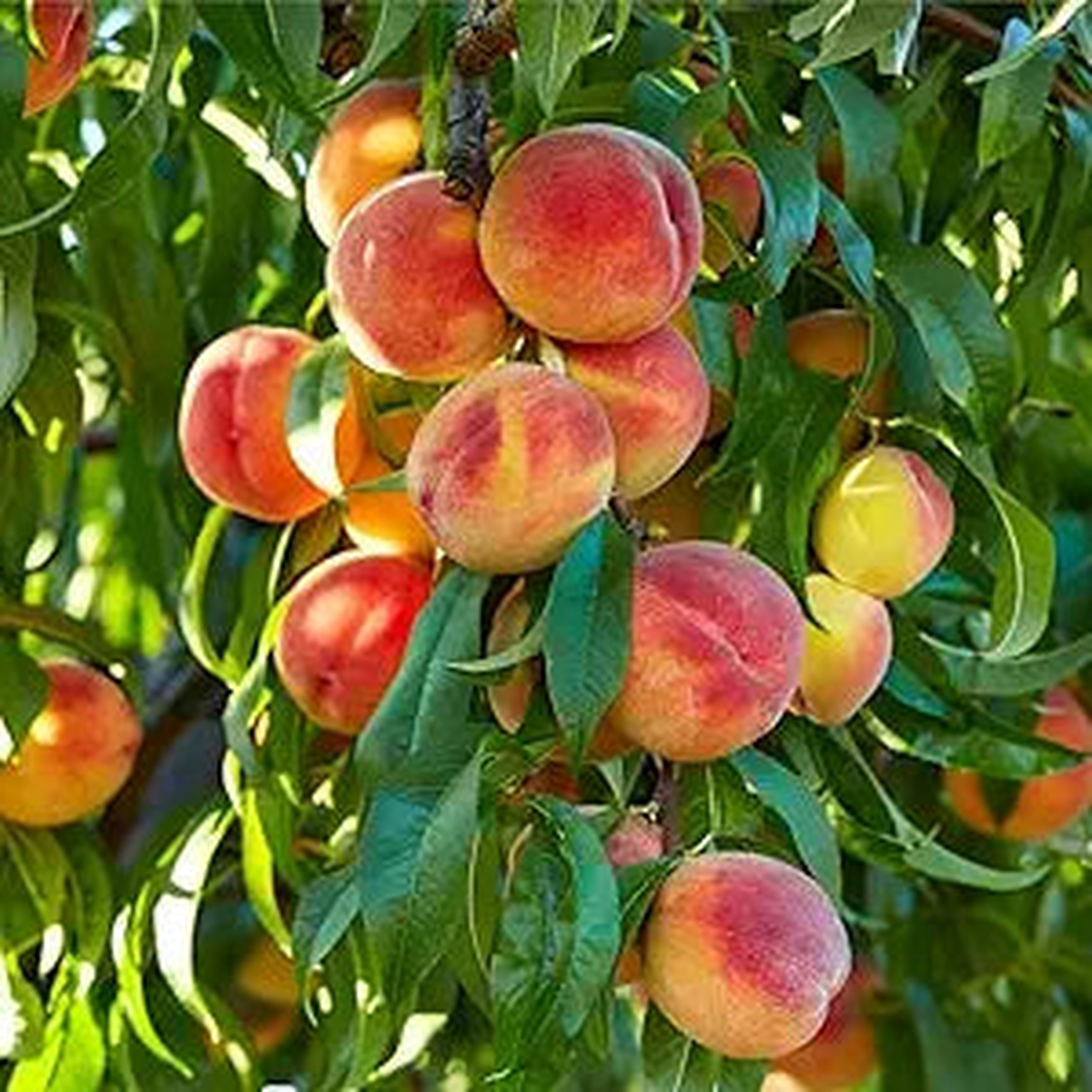 Nemaguard Peach Fruit Tree Seeds for Planting Non-GMO Heirloom High Germination Organic Garden Seeds