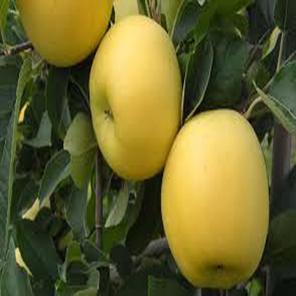Opal Yellow Apple Seeds  Super Sweet & Crisp Heirloom Apples, Non-GMO Seeds for Home Garden Planting