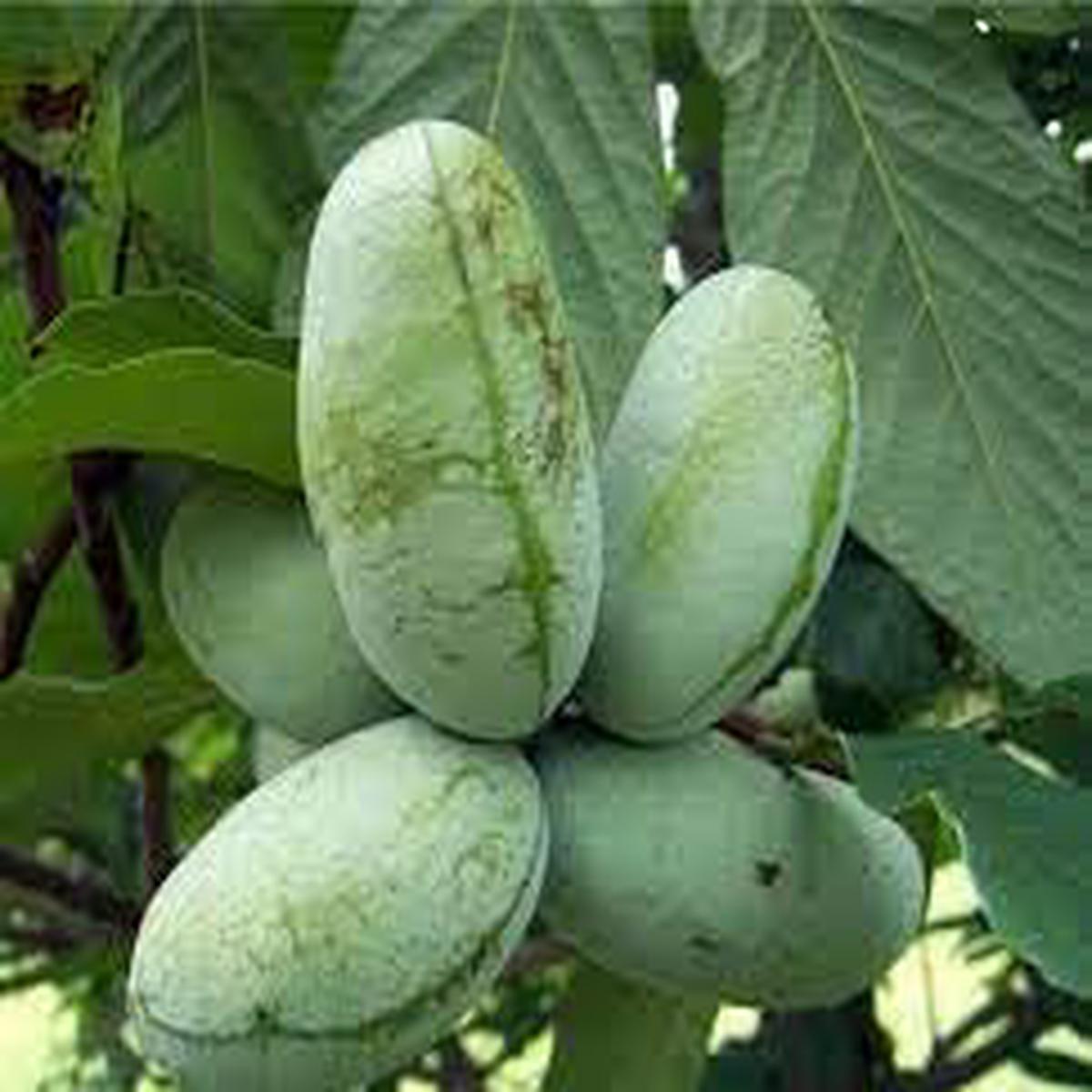 Paw Fruit Seeds Pack for Planting - Exotic, Tropical Fruits, Heirloom & Non-GMO Seeds for Home Garden