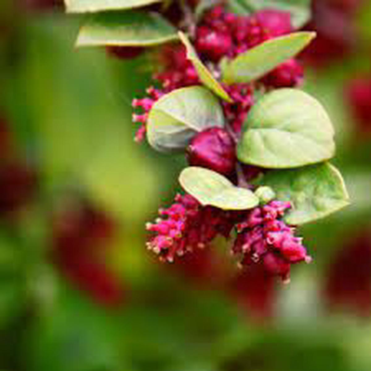 Rare Coralberry (Symphoricarpos Orbiculatus) Seeds  Hardy, Ornamental Garden Shrubs for Landscaping & Wildlife