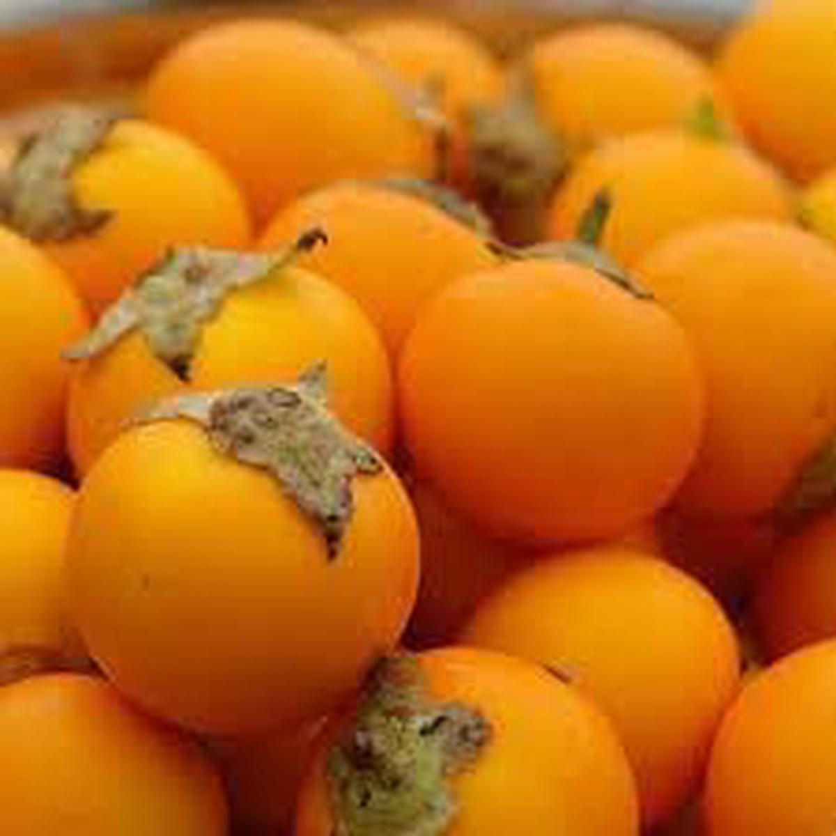 Solanum Quitoense Seeds  Grow Exotic & Tangy Fruits