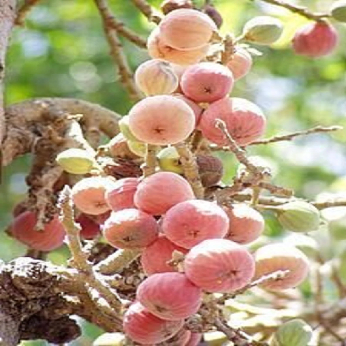 Sycomore Fig (Ficus sycomorus) Seeds  Rare Egyptian Fig, Pink-Yellow African Fig, Heirloom & Non-GMO Seeds