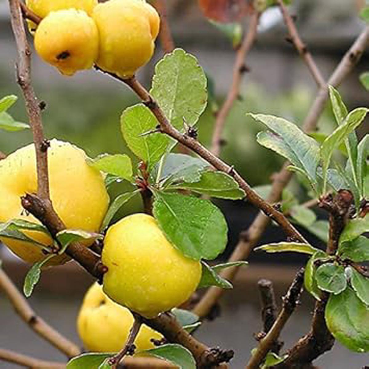 Yellow Chaenomeles Fruit Seeds for Planting | Heirloom Non-GMO Organic Seeds for Hardy, Vibrant Fruit Trees