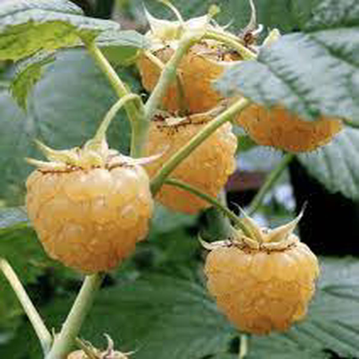 Yellow Raspberry Fruit Seeds Heirloom & Non-GMO Seeds for Growing Exotic Cloudberry Plants in Your Garden