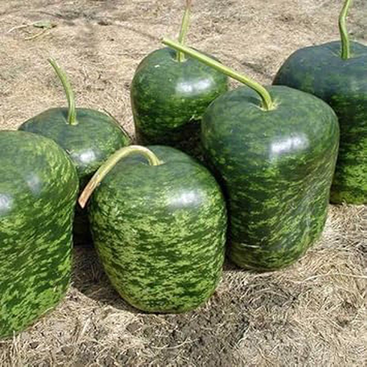 Speckled Apple Fruit Seeds for Planting Heirloom, Non-GMO, High Germination Organic Garden Seeds for Colorful, Flavorful Apples