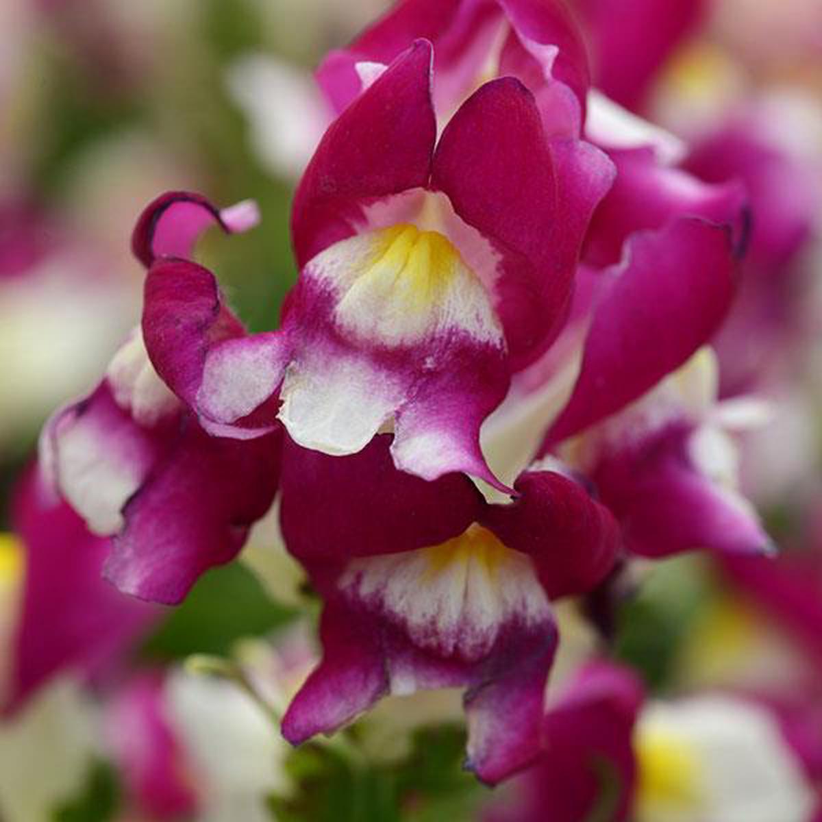 Antirrhinum majus Snapshot Burgundy Bicolor