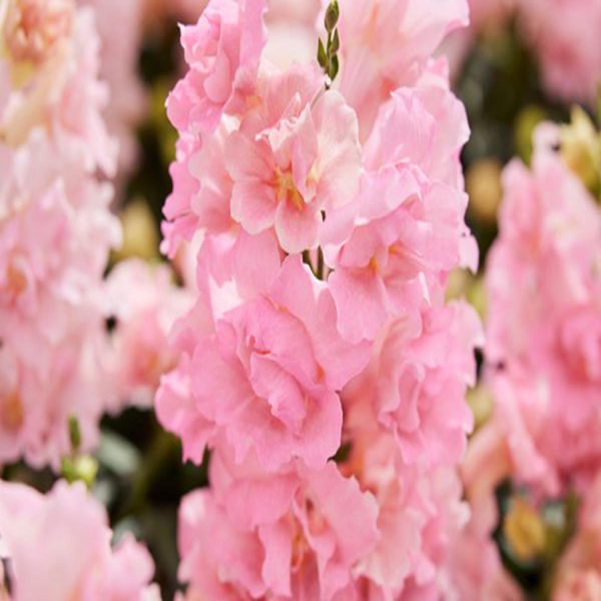 Antirrhinum majus Twinny Rose