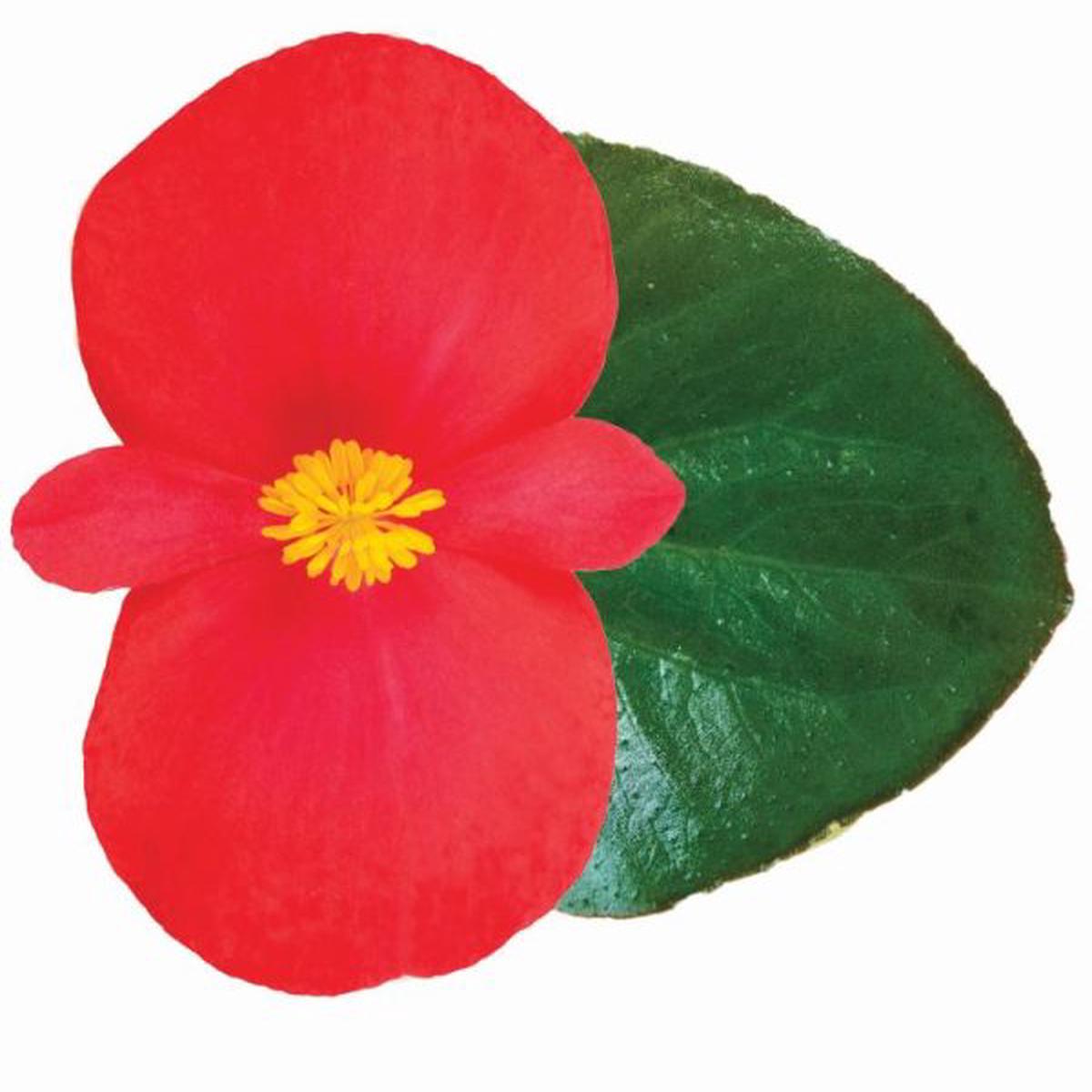 Begonia hybrida Viking XL Red On Green