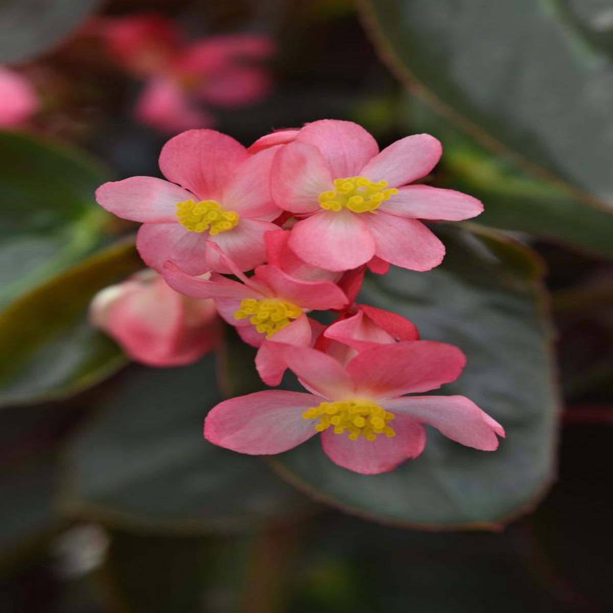 Begonia interspecific Dragon Wing Pink Bronze Leaf