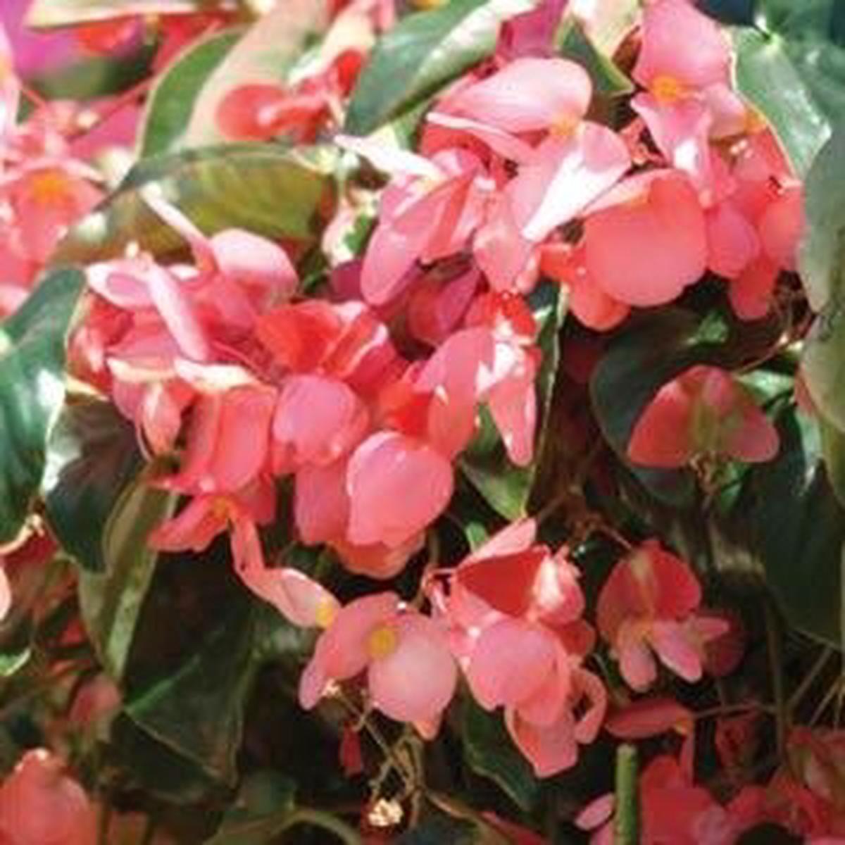 Begonia interspecific Dragon Wing Pink