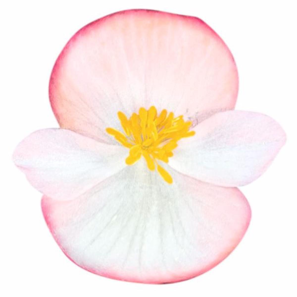 Begonia semperflorens Cocktail Rum