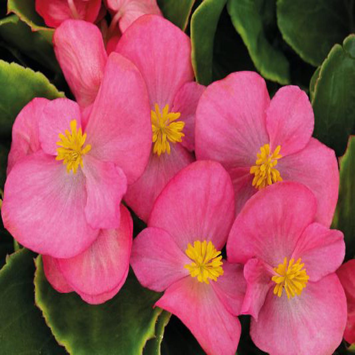 Begonia semperflorens Sprint Plus Rose