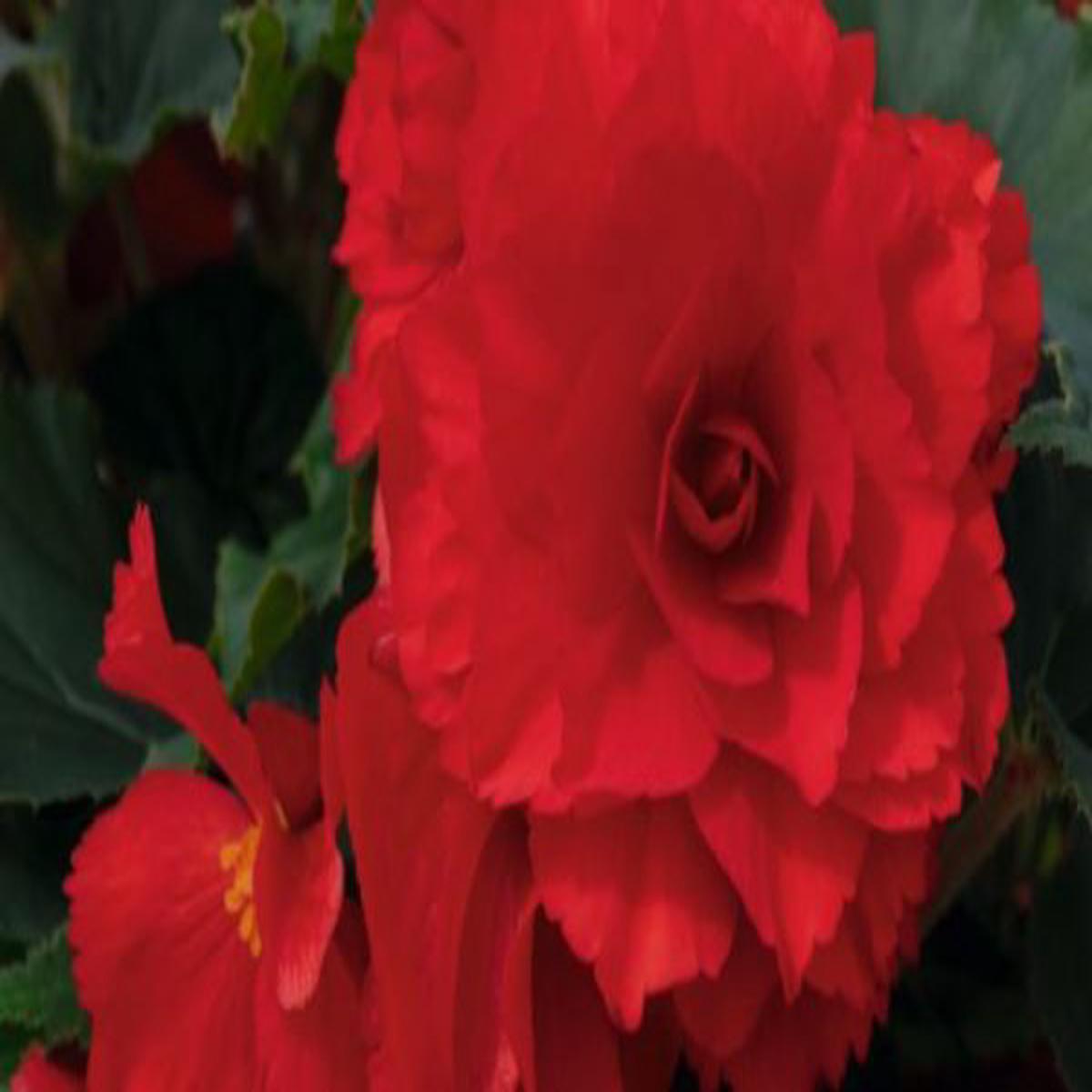 Begonia tuberhybrida Non Stop Joy Red