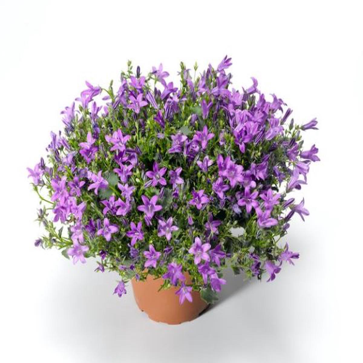 Campanula portenschlagiana Clockwise Deep Blue