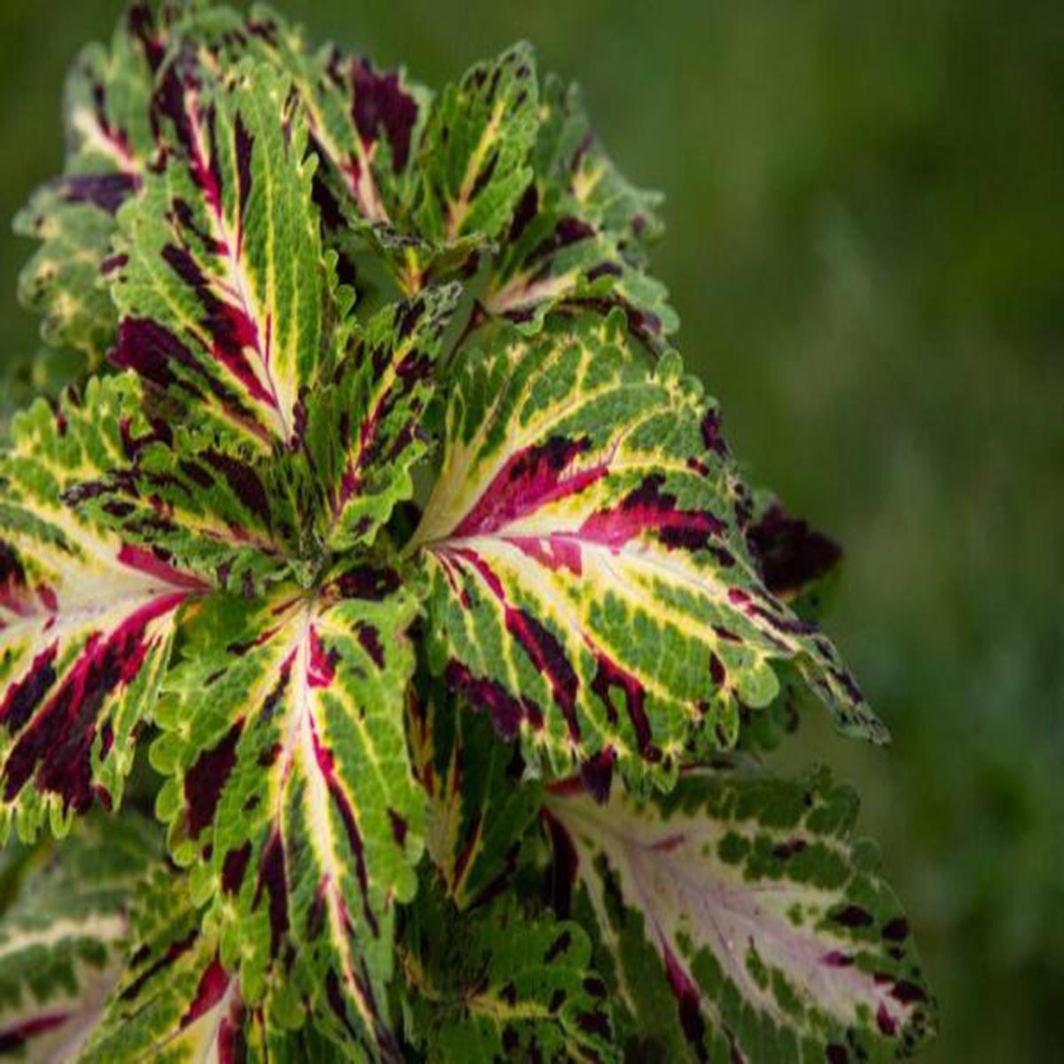 Coleus (Solenostemon) Mezmerize Mosaic