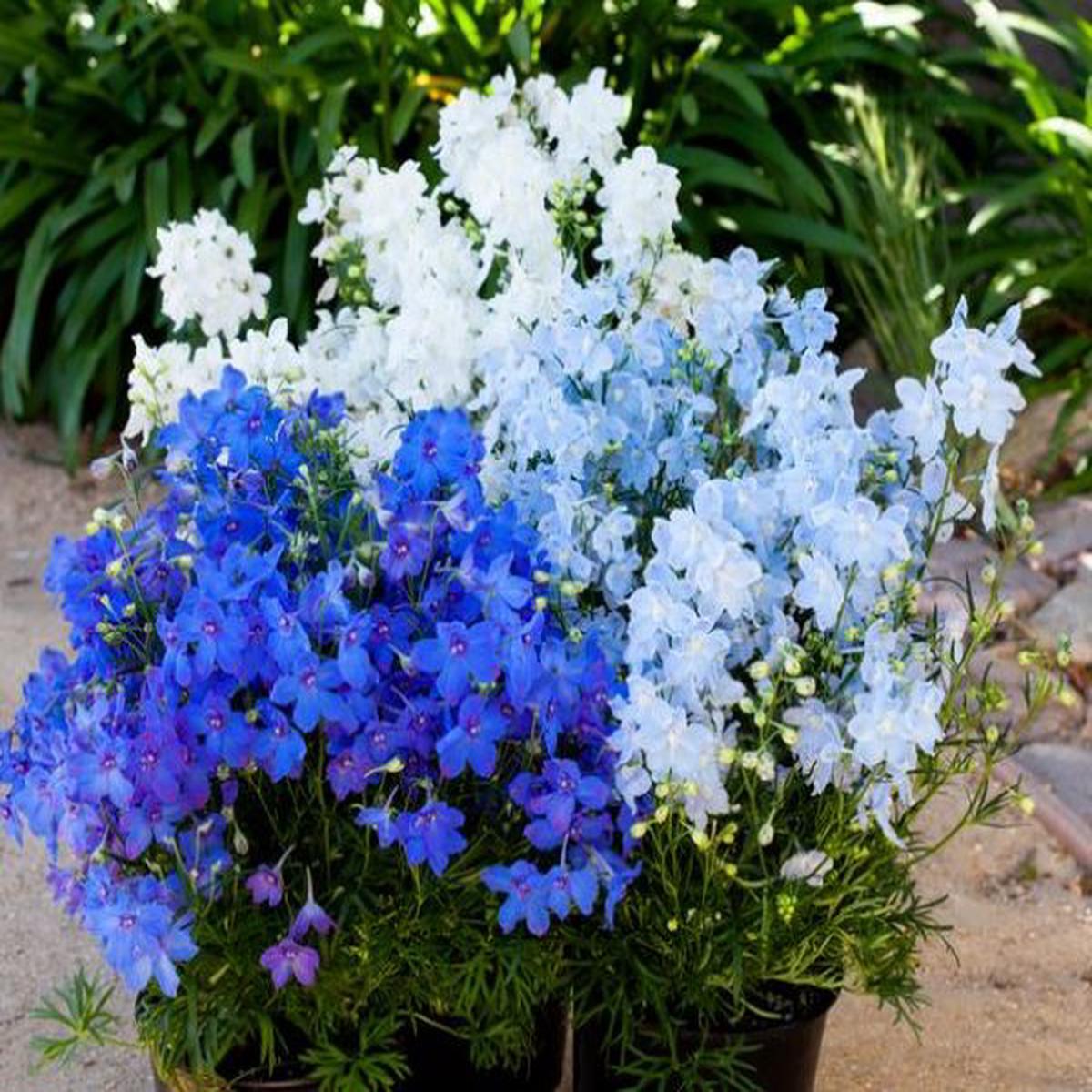 Delphinium grandiflorum Hunky Dory Mix
