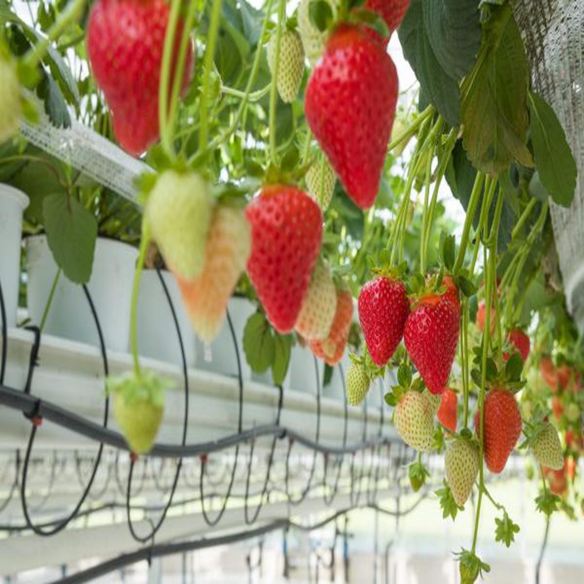 Fragaria F1-Soraya