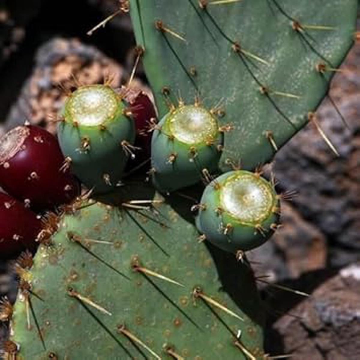 Green Opuntia Engelmannii Plant Seeds for Planting  Cactus & Prickly Pear Gardens, Heirloom & Non-GMO, High Germination