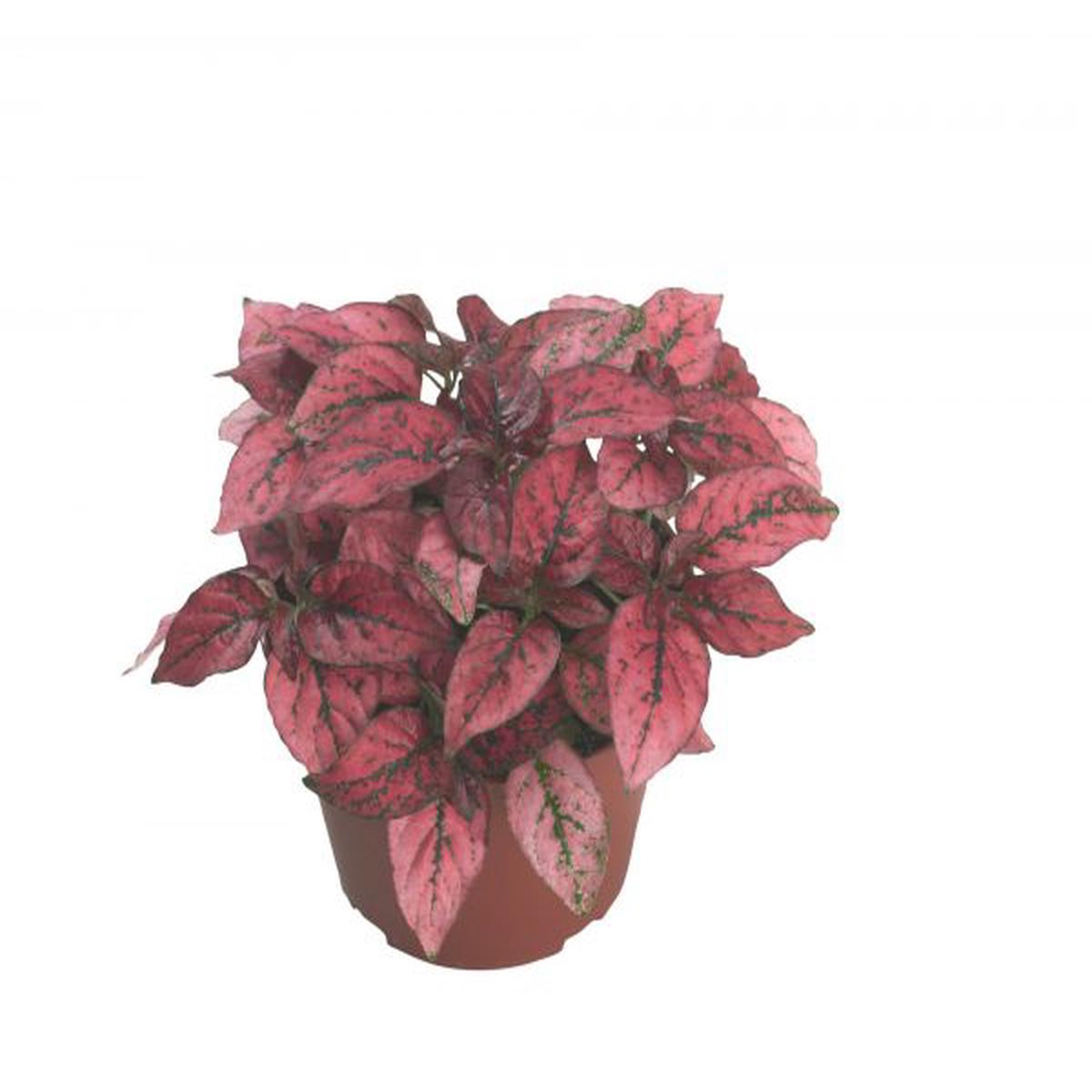 Hypoestes phyllostachya Confetti Compact Red
