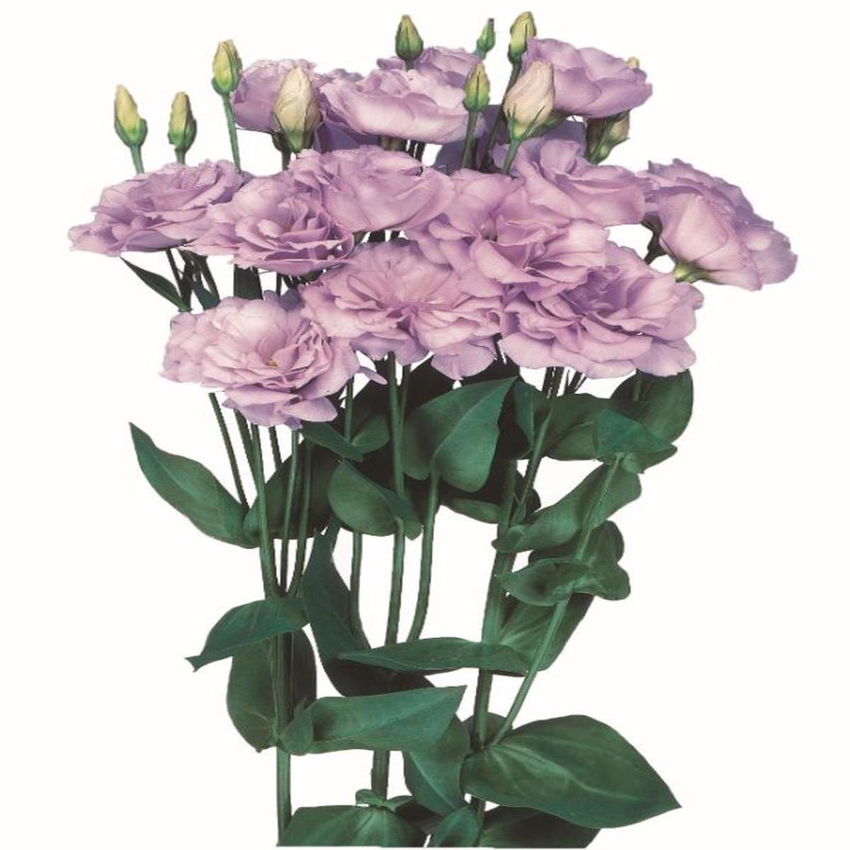 Lisianthus (Eustoma) grandiflorum Echo 1 Lavender