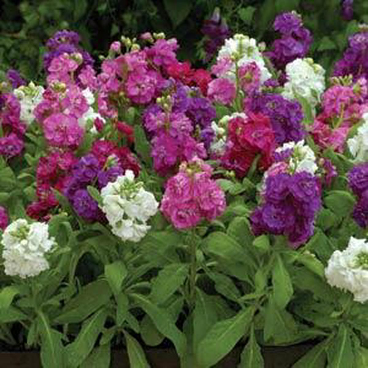 Matthiola incana Hot Cakes Mixture