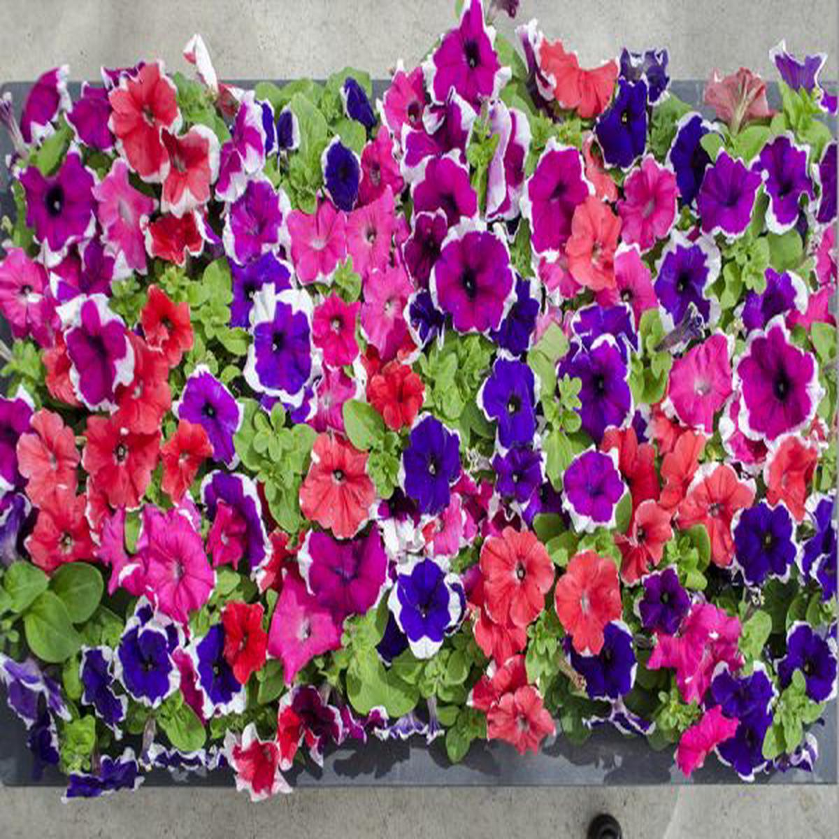 Petunia grandiflora Limbo *GP* Picotee Mixture