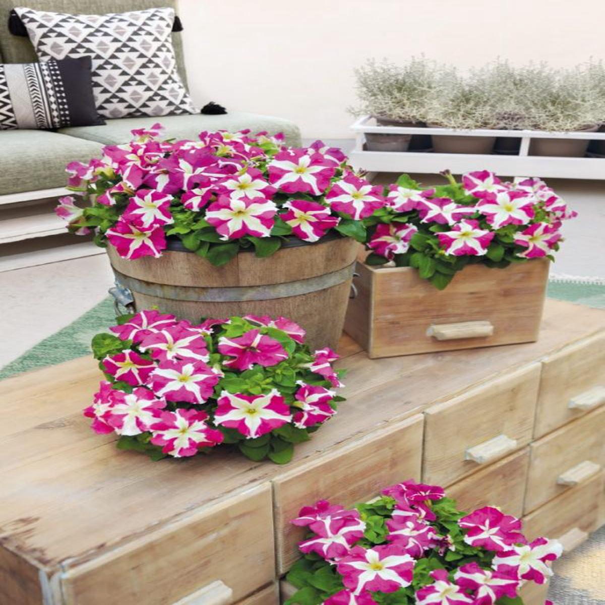 Petunia hybrida Success! HD Rose Star