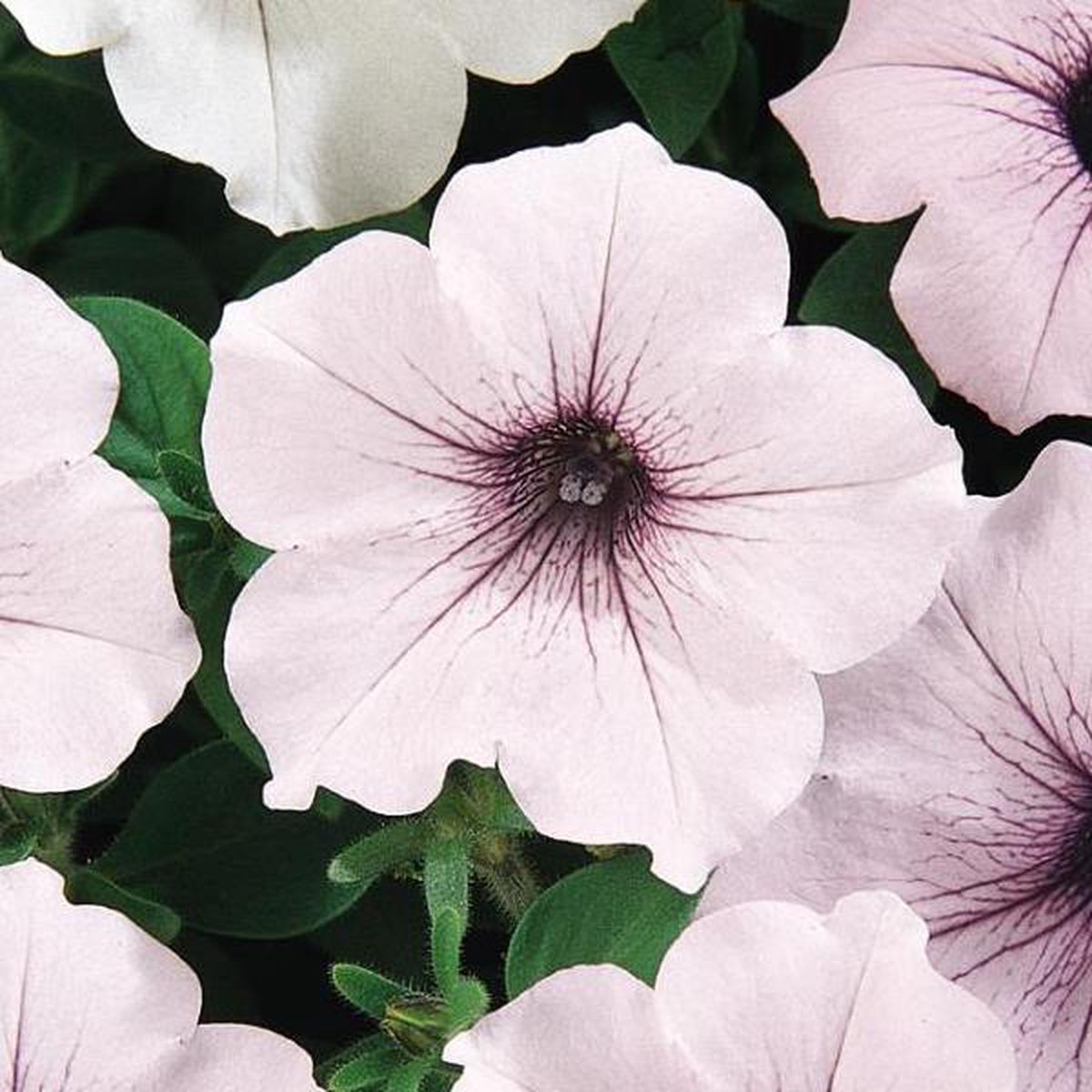 Petunia hybrida Tidal Wave Silver